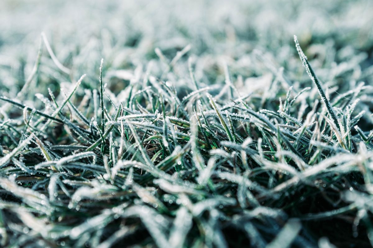 Zmienne warunki pogodowe – użytkowanie robota koszącego